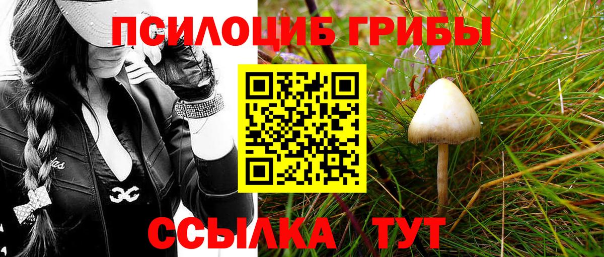 Псилоцибиновые грибы Psilocybe Курчалой