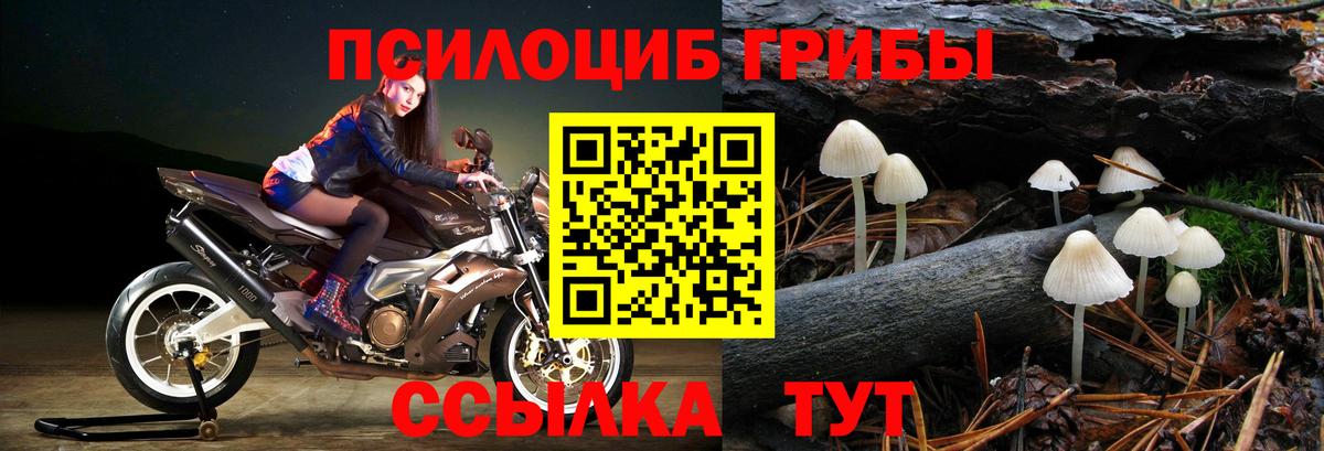Курчалой  Псилоцибиновые грибы Psilocybe  Вход с VPN 